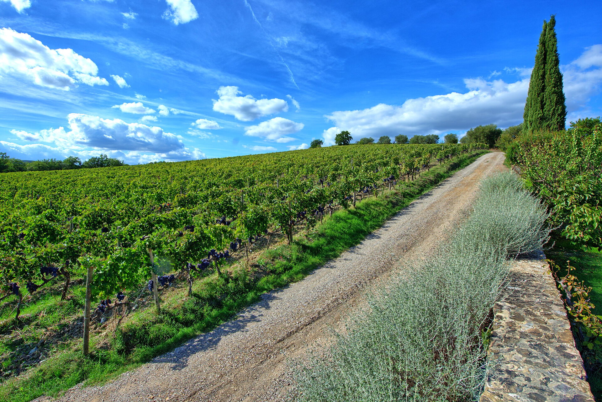 Brunello 1 - foto 4