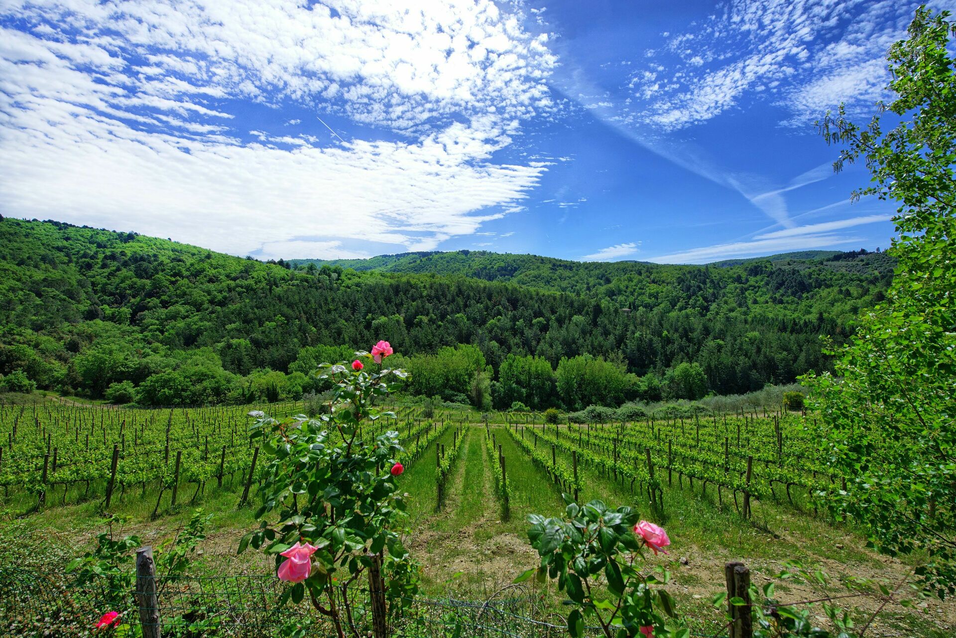 Villa Barbischio - foto 6