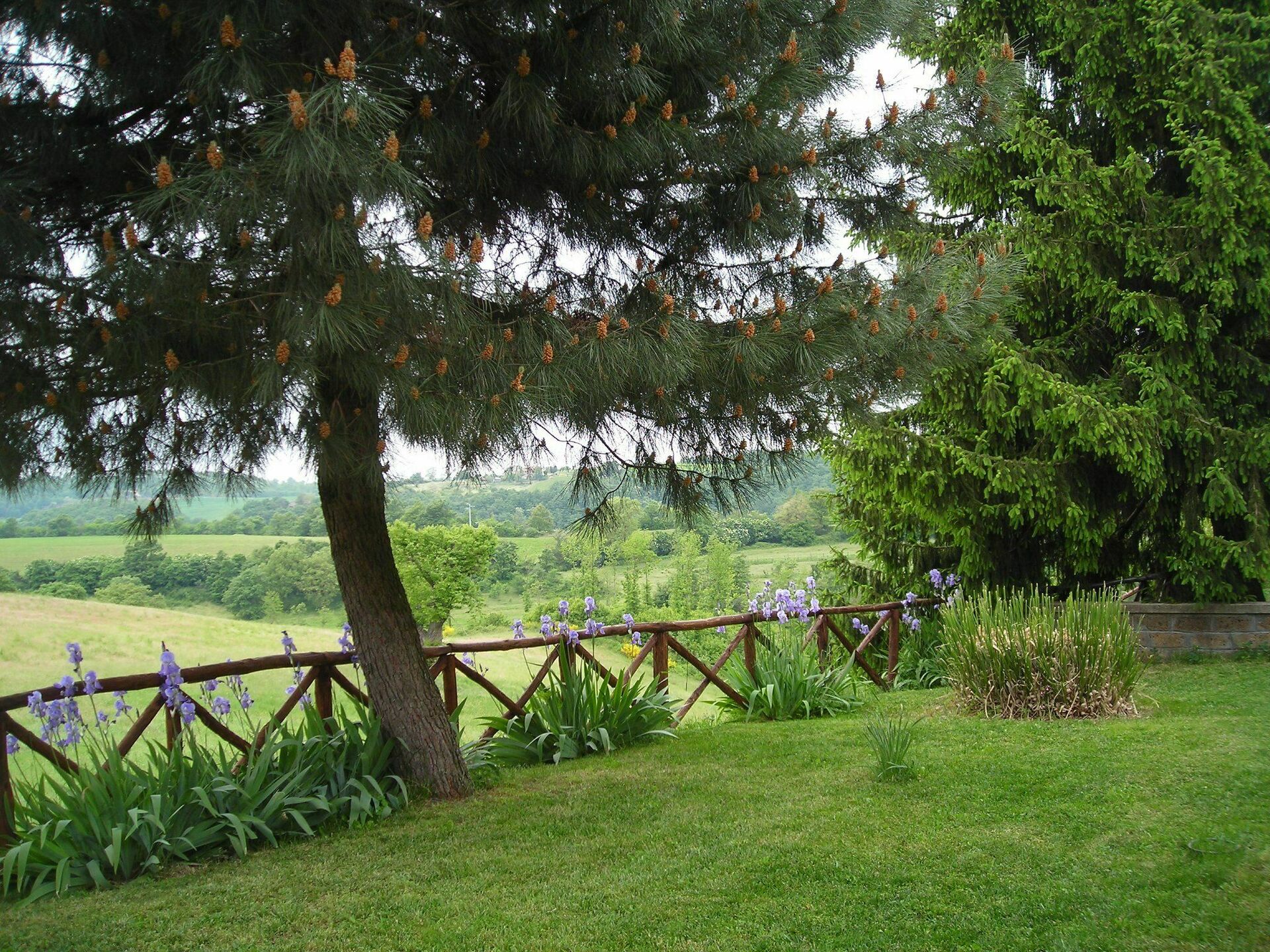 Ginestrella - foto 4