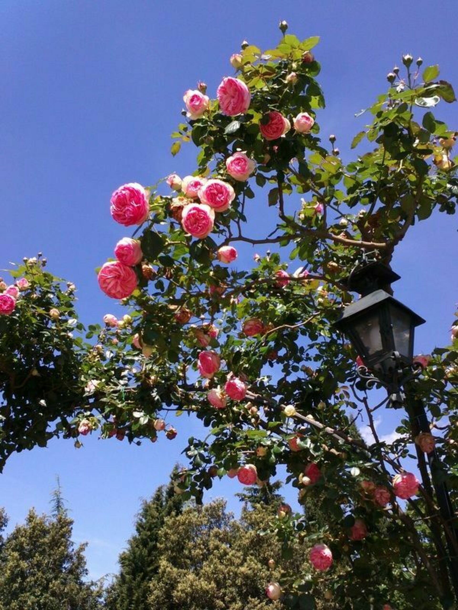 Villa Gaville tuin in Gaville